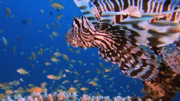 Lionfish