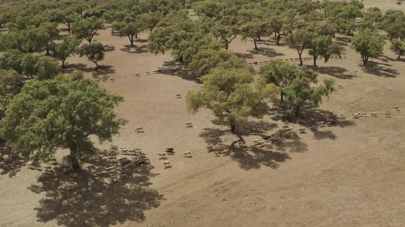 Aerial view of cattle walking freely in the valley in Portugal.