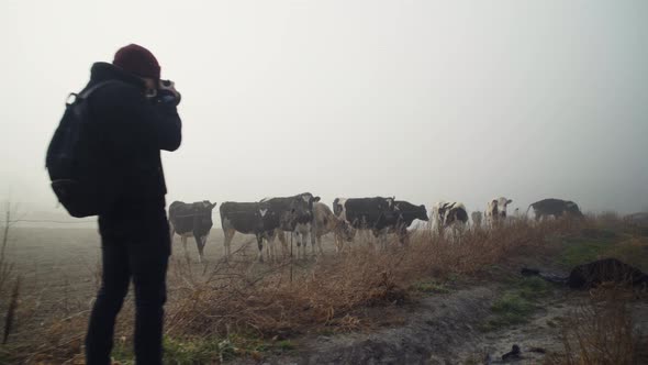 Landscape scenic view of male photographer taking photo of herd of dairy cows standing behind barbed