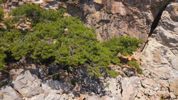 Aerial View Trees Growing On The Mountain