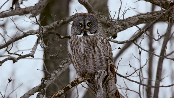 Great Grey Owl perched on branch looking at camera