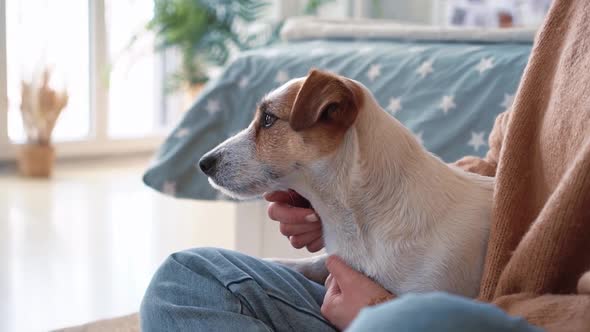 Caucasian Woman Resting Show Love with Jack Russell Dog Near the Bed in the Bedroom on the Rug the