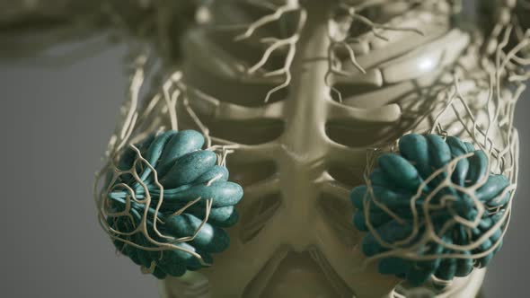 Medical Scan of Woman Breast Cancer alt