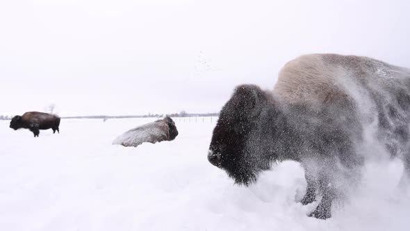 bison full body shake to get snow off super slomo