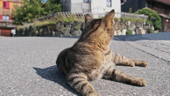 Stray Gray Cat Lies on an Asphalt Road and Looks Out for People Who Will Feed