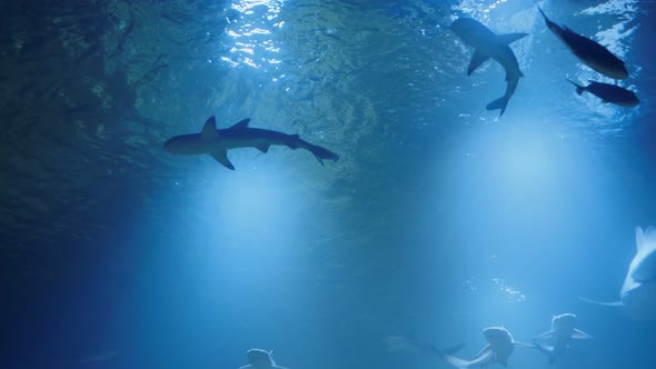 Group of Sharks From Below. Underwater Marine Life with Grey Sharks and Fish Swimming . Diving in