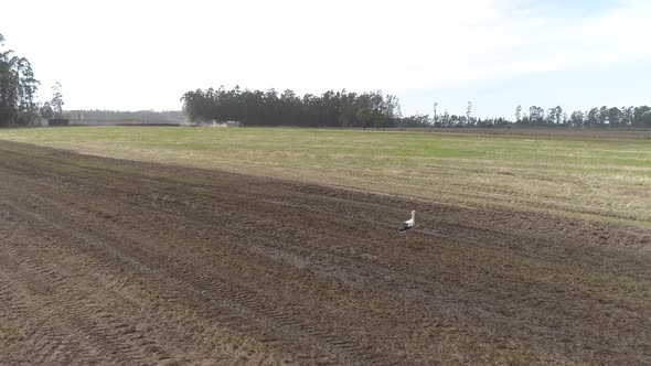 Agriculture Field