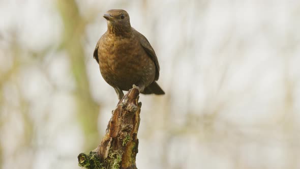 Blackbird female on tree stump fluttering wings before diving out of frame