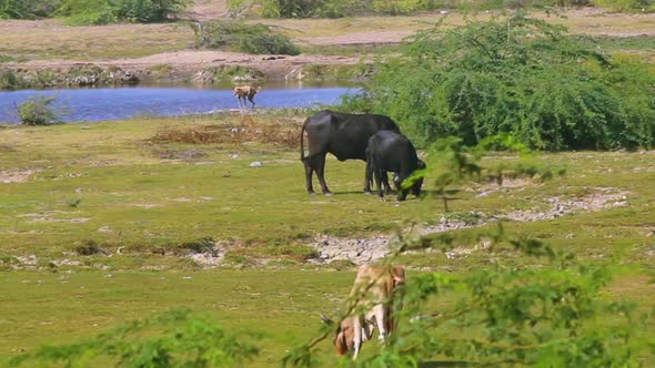 beautiful animals living together near a river stock video I Buffalo, cow and dog  near a river