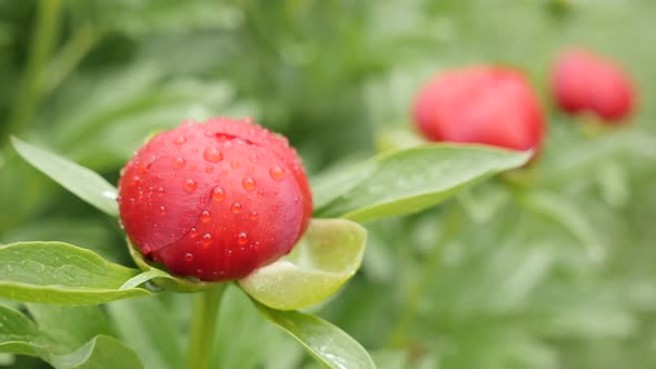 Bush of Peony family Paeoniaceae plant close-up 4K 2160p 30fps UltraHD footage - Red Paeonia peregri