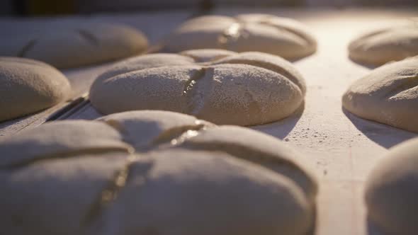 Freshly Baked Round Loaves of Tasty Bread on Tray Under Light at Bakery Factory