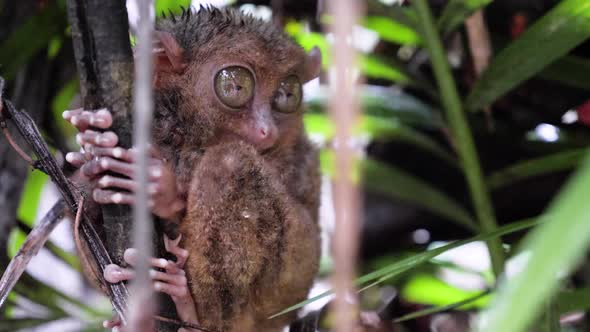 Slow motion close-up shot of wet tarsier clinging to tree and blinking with one eye in Bohol, The Ph