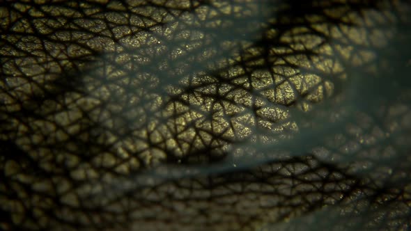 Close-up Shot Of Golden Leather alt