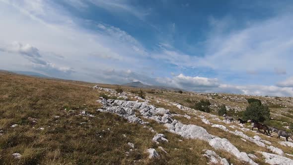 Aerial FPV Drone Flying with a Large Herd of Wild Horses Galloping Fast Across Steppe