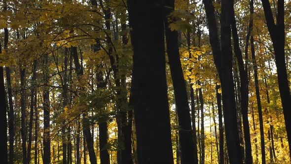 Bright Sunlight Breaks Through High Trunks of Trees in Autumn Forest. Warm Sunbeams Illuminates Lush