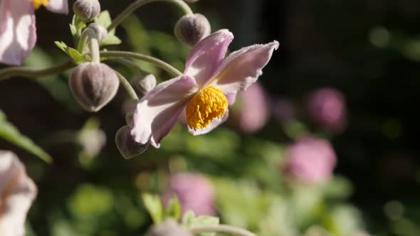 Japanese anemone hybrida flower swings on the wind slow-mo footage