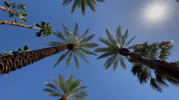 Camera looks up as it moves past rows a palm trees