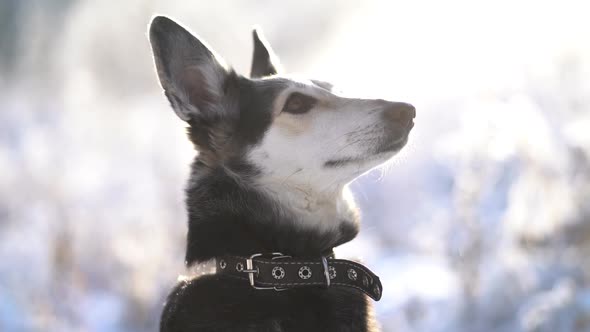 Profile Video Portrait of Cute Healthy Dog Sitting Calmly Alone in Beautiful Sunny Winter Landscape