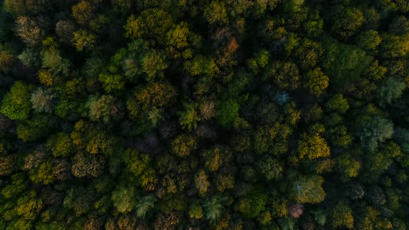 Wild Spring Forest on Sunset