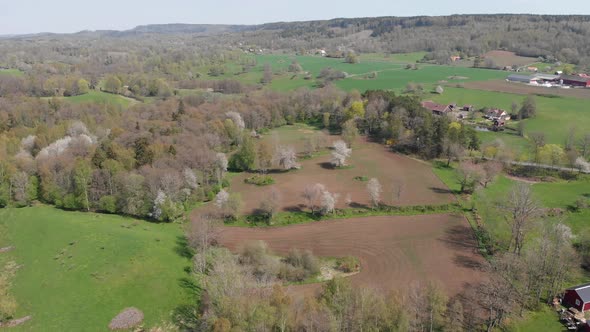 Wild Cherry Trees In Blossom Vallevagen Vastergotland Sweden Aerial