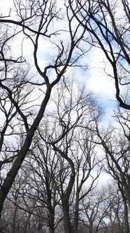 Vertical Video of the Forest with Trees Without Leaves Slow Motion