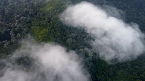 Aerial view morning fog cloud move over rainforest