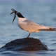 Sandwich Tern (Thalasseus Sandvicensis) - VideoHive Item for Sale