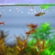 Aquarium Fish Feeding Time - VideoHive Item for Sale