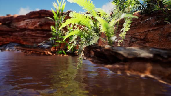 Tropical Golden Pond with Rocks and Green Plants