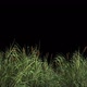Reeds - VideoHive Item for Sale