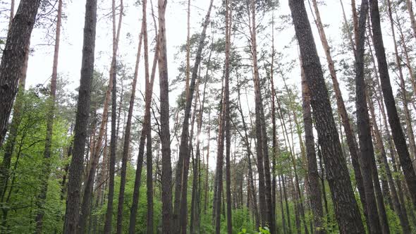 Wild Forest Landscape on a Summer Day