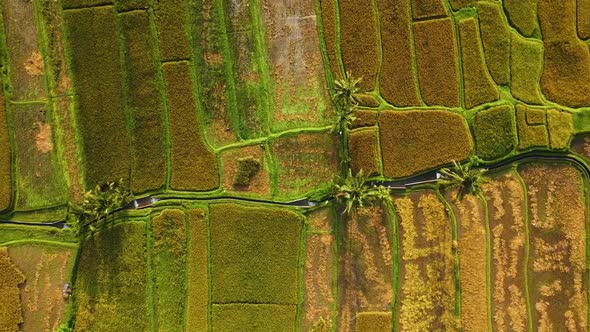 Amazing cinematic Ubud, Bali drone footage with exotic rice terrace, small farms and agroforestry pl