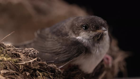 Barn Swallow  Hirundo Rustica Sitting in Mud Nest Bird Chick in Their Natural Habitat