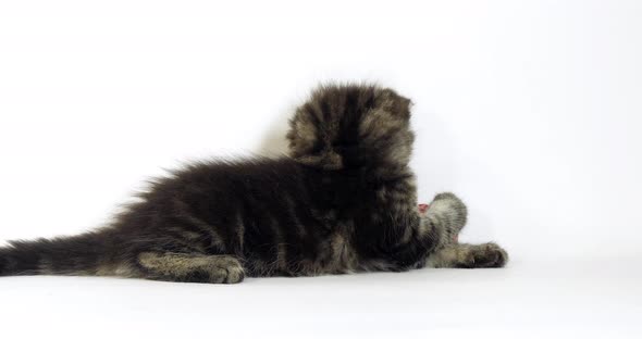 Brown Blotched Tabby Maine Coon Domestic Cat, Kitten playing against White Background, Normandy