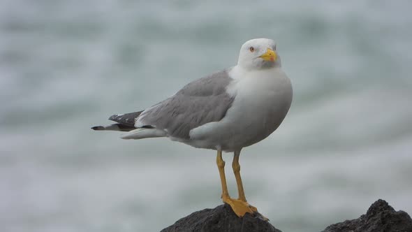 A Beautiful, Clean and Bright Feathered Seagull Bird Near the Sea in Rain