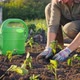 A Woman Plants Pepper Seedlings on a Plantation - VideoHive Item for Sale