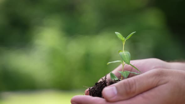 Holding Green Plant in Hands 69