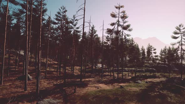 Deep Scandinavian Woods on a Late Summer Evening alt