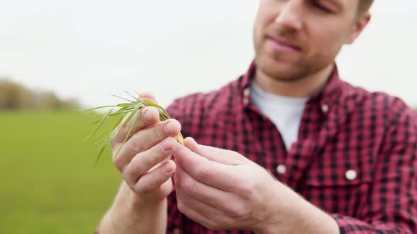 Portrait Shot of Attractive Farmer Standing in Green Field with Green Wheat in the Hands