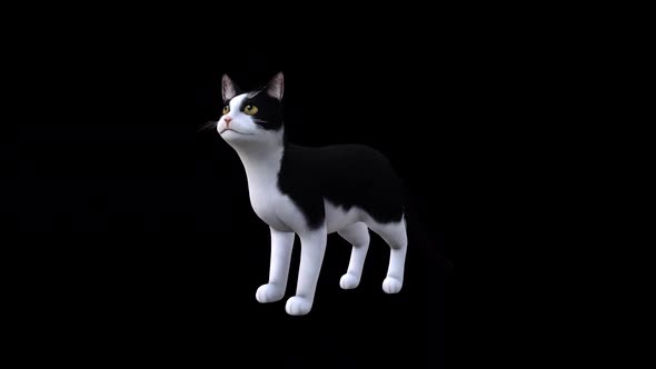 Black and White Cat Meow Front Side View alt