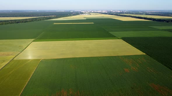 Landscape Green Agricultural Fields Sown with Different Agricultural Crops