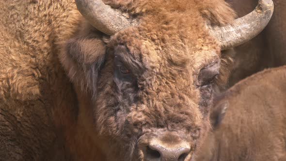 Slow motion close up showing face of wild Bison with horns outdoors on sunny day.