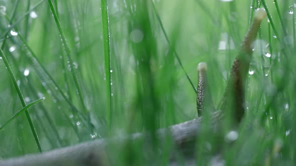 Close Up of a Snail Among Grass with Liquid Water Drops