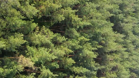 Vertical Video Aerial View of Trees in the Forest