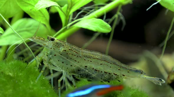 Amano shrimp in an Aquarium