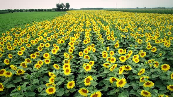 Aerial view of sunflowers in fresh green fields.