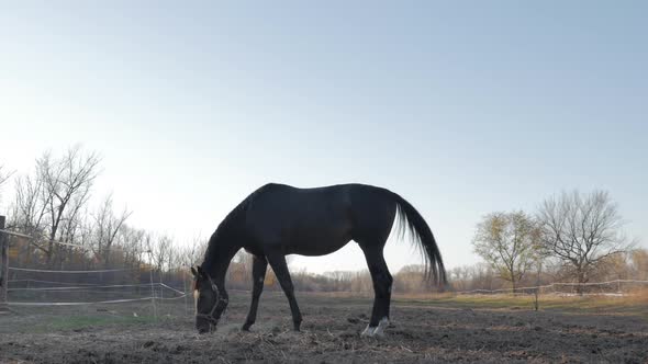 Beautiful Thoroughbred Horse Graze in the Meadow, Eat Grass. Animal Care. Concept of Horses and