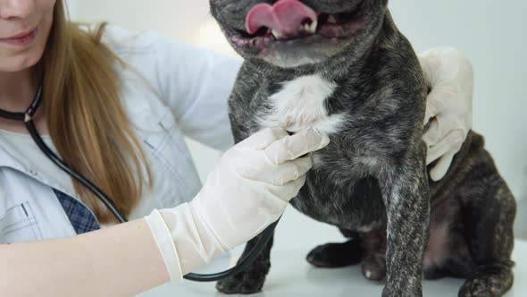 Beautiful Smiling Woman Veterinarian Examining Dog with Stethoscope in Clinic