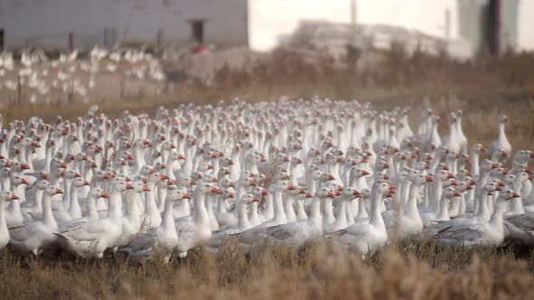 Line of White Geese Go in Flock One After Another Poultry Farm