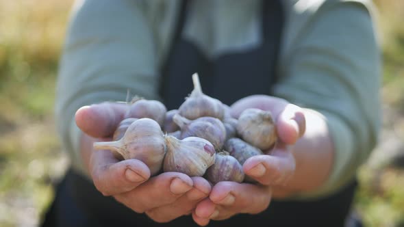 Farmers Hands with Freshly Harvested Vegetables